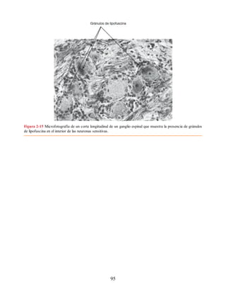Figura 2-15 Microfotografía de un corte longitudinal de un ganglio espinal que muestra la presencia de gránulos
de lipofuscina en el interior de las neuronas sensitivas.
95
ERRNVPHGLFRVRUJ
ERRNVPHGLFRVRUJ
 