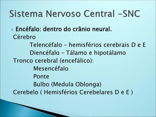  Encéfalo: dentro do crânio neural.
Cérebro
Telencéfalo – hemisférios cerebrais D e E
Diencéfalo – Tálamo e hipotálamo
Tronco cerebral (encefálico):
Mesencéfalo
Ponte
Bulbo (Medula Oblonga)
Cerebelo ( Hemisférios Cerebelares D e E )
 