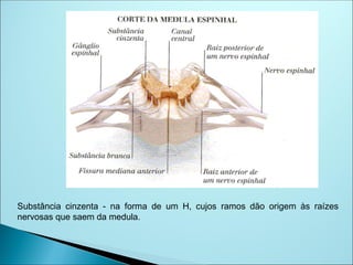 Substância cinzenta - na forma de um H, cujos ramos dão origem às raízes
nervosas que saem da medula.
 