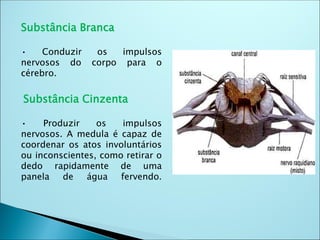 Substância Branca
• Conduzir os impulsos
nervosos do corpo para o
cérebro.
Substância Cinzenta
• Produzir os impulsos
nervosos. A medula é capaz de
coordenar os atos involuntários
ou inconscientes, como retirar o
dedo rapidamente de uma
panela de água fervendo.
 