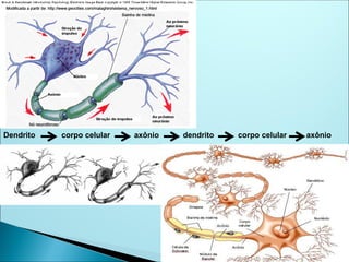 Dendrito corpo celular axônio dendrito corpo celular axônio
 