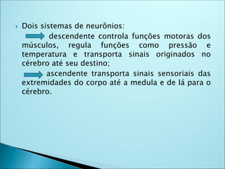  Dois sistemas de neurônios:
descendente controla funções motoras dos
músculos, regula funções como pressão e
temperatura e transporta sinais originados no
cérebro até seu destino;
ascendente transporta sinais sensoriais das
extremidades do corpo até a medula e de lá para o
cérebro.
 