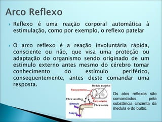  Reflexo é uma reação corporal automática à
estimulação, como por exemplo, o reflexo patelar
 O arco reflexo é a reação involuntária rápida,
consciente ou não, que visa uma proteção ou
adaptação do organismo sendo originado de um
estímulo externo antes mesmo do cérebro tomar
conhecimento do estímulo periférico,
conseqüentemente, antes deste comandar uma
resposta.
Os atos reflexos são
comandados pela
substância cinzenta da
medula e do bulbo.
 