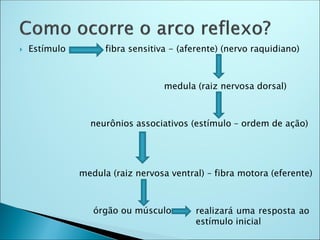  Estímulo fibra sensitiva - (aferente) (nervo raquidiano)
medula (raiz nervosa dorsal)
neurônios associativos (estímulo – ordem de ação)
medula (raiz nervosa ventral) – fibra motora (eferente)
órgão ou músculo realizará uma resposta ao
estímulo inicial
 