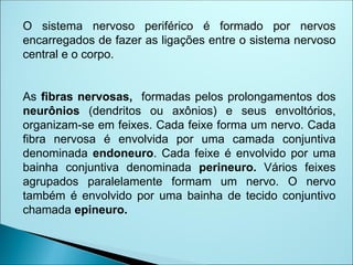 O sistema nervoso periférico é formado por nervos
encarregados de fazer as ligações entre o sistema nervoso
central e o corpo.
As fibras nervosas, formadas pelos prolongamentos dos
neurônios (dendritos ou axônios) e seus envoltórios,
organizam-se em feixes. Cada feixe forma um nervo. Cada
fibra nervosa é envolvida por uma camada conjuntiva
denominada endoneuro. Cada feixe é envolvido por uma
bainha conjuntiva denominada perineuro. Vários feixes
agrupados paralelamente formam um nervo. O nervo
também é envolvido por uma bainha de tecido conjuntivo
chamada epineuro.
 