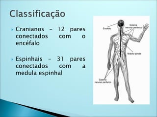  Cranianos – 12 pares
conectados com o
encéfalo
 Espinhais – 31 pares
conectados com a
medula espinhal
 