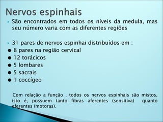  São encontrados em todos os níveis da medula, mas
seu número varia com as diferentes regiões
 31 pares de nervos espinhai distribuídos em :
● 8 pares na região cervical
● 12 torácicos
● 5 lombares
● 5 sacrais
● 1 coccígeo
Com relação a função , todos os nervos espinhais são mistos,
isto é, possuem tanto fibras aferentes (sensitiva) quanto
eferentes (motoras).
 