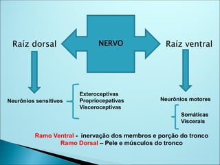 Raíz dorsal Raíz ventral
NERVO
Neurônios sensitivos Neurônios motores
Ramo Ventral - inervação dos membros e porção do tronco
Ramo Dorsal – Pele e músculos do tronco
Exteroceptivas
Propriocepativas
Visceroceptivas
Somáticas
Viscerais
 