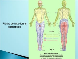 Fibras de raíz dorsal
sensitivas
 