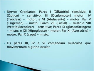  Nervos Cranianos: Pares I (Olfatório) sensitivo; II
(Óptico) – sensitivo; III (Oculomotor) motor; IV
(Troclear) – motor; e VI (Abducente) – motor; Par V
(Trigêmeo) – misto; Pares VII (Facial) - misto;e VIII
(Vestibulococlear) – sensitivo; Pares IX (glossofaríngeo)
– misto; e XII (Hipoglosso) – motor; Par XI (Acessório) –
motor; Par X (vago) – misto.
 Os pares III, IV e VI comandam músculos que
movimentam o globo ocular
 