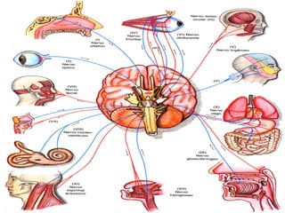 Estudo - Completo da Neuroanatomia - .pdf