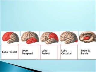 Lobo Frontal
Lobo
Temporal
Lobo
Parietal
Lobo
Occipital
Lobo da
Ínsula
 