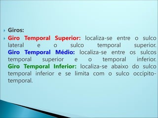  Giros:
 Giro Temporal Superior: localiza-se entre o sulco
lateral e o sulco temporal superior.
Giro Temporal Médio: localiza-se entre os sulcos
temporal superior e o temporal inferior.
Giro Temporal Inferior: localiza-se abaixo do sulco
temporal inferior e se limita com o sulco occípito-
temporal.
 