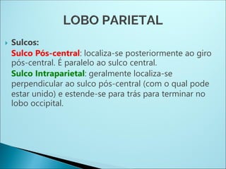  Sulcos:
Sulco Pós-central: localiza-se posteriormente ao giro
pós-central. É paralelo ao sulco central.
Sulco Intraparietal: geralmente localiza-se
perpendicular ao sulco pós-central (com o qual pode
estar unido) e estende-se para trás para terminar no
lobo occipital.
 