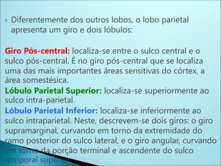 Diferentemente dos outros lobos, o lobo parietal
apresenta um giro e dois lóbulos:
Giro Pós-central: localiza-se entre o sulco central e o
sulco pós-central. É no giro pós-central que se localiza
uma das mais importantes áreas sensitivas do córtex, a
área somestésica.
Lóbulo Parietal Superior: localiza-se superiormente ao
sulco intra-parietal.
Lóbulo Parietal Inferior: localiza-se inferiormente ao
sulco intraparietal. Neste, descrevem-se dois giros: o giro
supramarginal, curvando em torno da extremidade do
ramo posterior do sulco lateral, e o giro angular, curvando
em torno da porção terminal e ascendente do sulco
temporal superior.
 