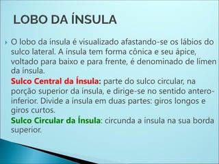  O lobo da ínsula é visualizado afastando-se os lábios do
sulco lateral. A ínsula tem forma cônica e seu ápice,
voltado para baixo e para frente, é denominado de límen
da ínsula.
Sulco Central da Ínsula: parte do sulco circular, na
porção superior da ínsula, e dirige-se no sentido antero-
inferior. Divide a ínsula em duas partes: giros longos e
giros curtos.
Sulco Circular da Ínsula: circunda a ínsula na sua borda
superior.
 
