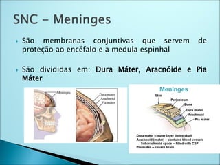  São membranas conjuntivas que servem de
proteção ao encéfalo e a medula espinhal
 São divididas em: Dura Máter, Aracnóide e Pia
Máter
 