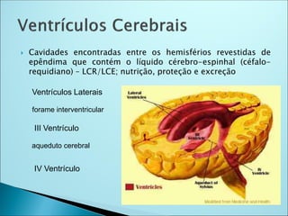  Cavidades encontradas entre os hemisférios revestidas de
epêndima que contém o líquido cérebro-espinhal (céfalo-
requidiano) – LCR/LCE; nutrição, proteção e excreção
Ventrículos Laterais
forame interventricular
III Ventrículo
aqueduto cerebral
IV Ventrículo
 