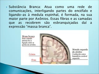  Substância Branca: Atua como uma rede de
comunicações, interligando partes do encéfalo e
ligando-as à medula espinhal, é formada, na sua
maior parte por Axônios. Essas fibras e as camadas
que as recobrem são esbranquiçadas daí a
expressão “massa branca”.
 