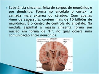  Substância cinzenta: feita de corpos de neurônios e
por dendritos. Forma no encéfalo o córtex, a
camada mais externa do cérebro. Com apenas
4mm de espessura, contém mais de 10 bilhões de
neurônios. É o centro de controle do encéfalo. Na
medula espinhal a massa cinzenta forma um
núcleo em forma de “H”, no qual ocorre uma
comunicação entre neurônios
 