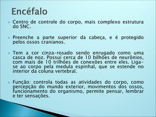  Centro de controle do corpo, mais complexo estrutura
do SNC.
 Preenche a parte superior da cabeça, e é protegido
pelos ossos cranianos.
 Tem a cor cinza-rosado sendo enrugado como uma
casca de noz. Possuí cerca de 10 bilhões de neurônios,
com mais de 10 trilhões de conexões entre eles. Liga-
se ao corpo pela medula espinhal, que se estende no
interior da coluna vertebral.
 Função: controla todas as atividades do corpo, como
percepção do mundo exterior, movimentos dos ossos,
funcionamento do organismo, permite pensar, lembrar
e ter sensações.
 