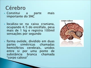  Constitui a parte mais
importante do SNC
 localiza-se na caixa craniana,
ocupando 4/5 do encéfalo, pesa
mais de 1 kg e registra 100mil
sensações por segundo
 forma ovóide, dividido em duas
partes simétricas chamadas
hemisférios cerebrais, unidos
entre si por uma ponte de
substância branca chamada
“corpo caloso”
 