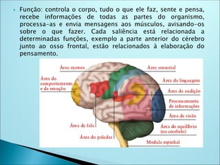  Função: controla o corpo, tudo o que ele faz, sente e pensa,
recebe informações de todas as partes do organismo,
processa-as e envia mensagens aos músculos, avisando-os
sobre o que fazer. Cada saliência está relacionada a
determinadas funções, exemplo a parte anterior do cérebro
junto ao osso frontal, estão relacionados à elaboração do
pensamento.
 