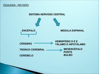 ESQUEMA - REVISÃO
SISTEMA NERVOSO CENTRAL
ENCÉFALO MEDULA ESPINHAL
CÉREBRO
TRONCO CEREBRAL
CEREBELO
HEMISFÉRIO D E E
TÁLAMO E HIPOTÁLAMO
MESENCÉFALO
PONTE
BULBO
 