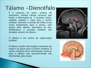  É o conjunto de vários núcleos de
neurônios, contém células nervosas que
levam a informação de 4 sentidos (visão,
audição, paladar e tato) para o córtex
cerebral. Somente o sentido de olfato envia
sinais diretamente para o córtex, sem
passar pelo tálamo. Sensações de dor,
temperatura e pressão também são
enviadas através do tálamo.
 O tálamo é um centro de organização
cerebral
 O tálamo recebe informações sensoriais do
corpo e as passa para o Córtex cerebral. O
córtex cerebral envia informações motoras
para o tálamo que posteriormente são
distribuídas pelo corpo.
 