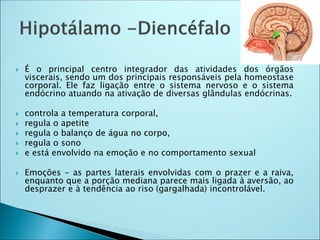  É o principal centro integrador das atividades dos órgãos
viscerais, sendo um dos principais responsáveis pela homeostase
corporal. Ele faz ligação entre o sistema nervoso e o sistema
endócrino atuando na ativação de diversas glândulas endócrinas.
 controla a temperatura corporal,
 regula o apetite
 regula o balanço de água no corpo,
 regula o sono
 e está envolvido na emoção e no comportamento sexual
 Emoções - as partes laterais envolvidas com o prazer e a raiva,
enquanto que a porção mediana parece mais ligada à aversão, ao
desprazer e à tendência ao riso (gargalhada) incontrolável.
 