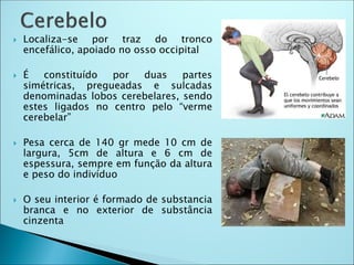  Localiza-se por traz do tronco
encefálico, apoiado no osso occipital
 É constituído por duas partes
simétricas, pregueadas e sulcadas
denominadas lobos cerebelares, sendo
estes ligados no centro pelo “verme
cerebelar”
 Pesa cerca de 140 gr mede 10 cm de
largura, 5cm de altura e 6 cm de
espessura, sempre em função da altura
e peso do indivíduo
 O seu interior é formado de substancia
branca e no exterior de substância
cinzenta
 