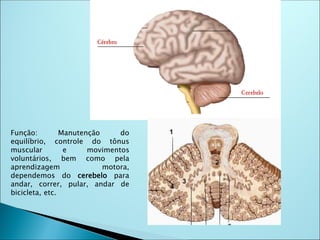Função: Manutenção do
equilíbrio, controle do tônus
muscular e movimentos
voluntários, bem como pela
aprendizagem motora,
dependemos do cerebelo para
andar, correr, pular, andar de
bicicleta, etc.
 