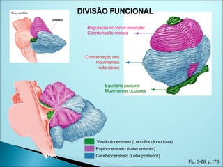 Fig. 5-26, p.176
Cerebrocerebelo (Lobo posterior)
Espinocerebelo (Lobo anterior)
Vestibulocerebelo (Lobo floculonodular)
DIVISÃO FUNCIONAL
Equilíbrio postural
Movimentos oculares
Regulação do tônus muscular
Coordenação motora
Coordenação dos
movimentos
voluntários
 
