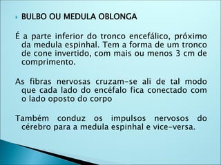  BULBO OU MEDULA OBLONGA
É a parte inferior do tronco encefálico, próximo
da medula espinhal. Tem a forma de um tronco
de cone invertido, com mais ou menos 3 cm de
comprimento.
As fibras nervosas cruzam-se ali de tal modo
que cada lado do encéfalo fica conectado com
o lado oposto do corpo
Também conduz os impulsos nervosos do
cérebro para a medula espinhal e vice-versa.
 