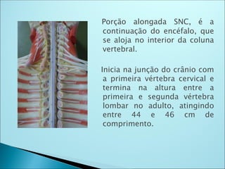 Porção alongada SNC, é a
continuação do encéfalo, que
se aloja no interior da coluna
vertebral.
Inicia na junção do crânio com
a primeira vértebra cervical e
termina na altura entre a
primeira e segunda vértebra
lombar no adulto, atingindo
entre 44 e 46 cm de
comprimento.
 