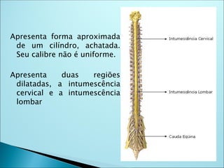 Apresenta forma aproximada
de um cilíndro, achatada.
Seu calibre não é uniforme.
Apresenta duas regiões
dilatadas, a intumescência
cervical e a intumescência
lombar
 
