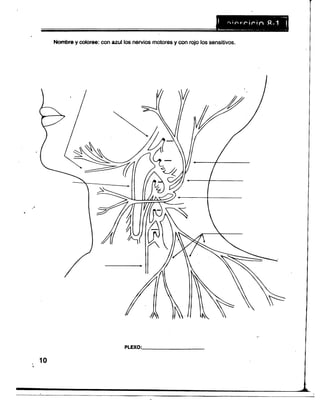 Neuroanatomia dibujos