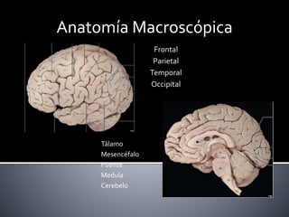 Anatomía MacroscópicaAnatomía Macroscópica
Frontal
Parietal
Temporal
Occipital
Tálamo
Mesencéfalo
Puente
Medula
Cerebelo
 