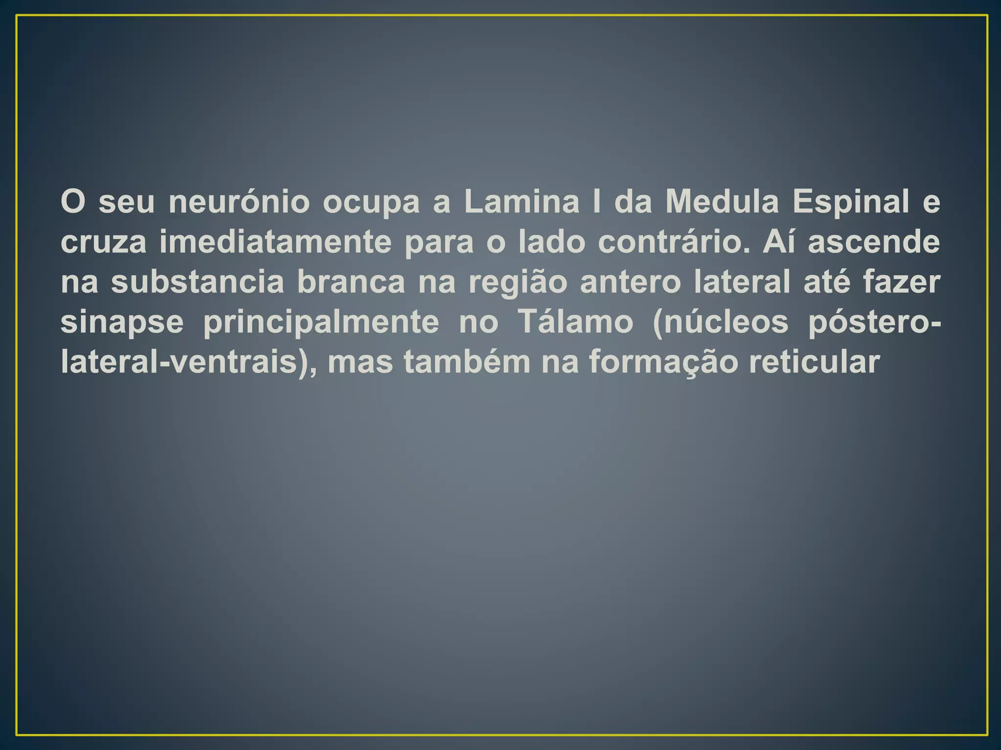 O seu neurónio ocupa a Lamina I da Medula Espinal e
cruza imediatamente para o lado contrário. Aí ascende
na substancia branca na região antero lateral até fazer
sinapse principalmente no Tálamo (núcleos póstero-
lateral-ventrais), mas também na formação reticular
 