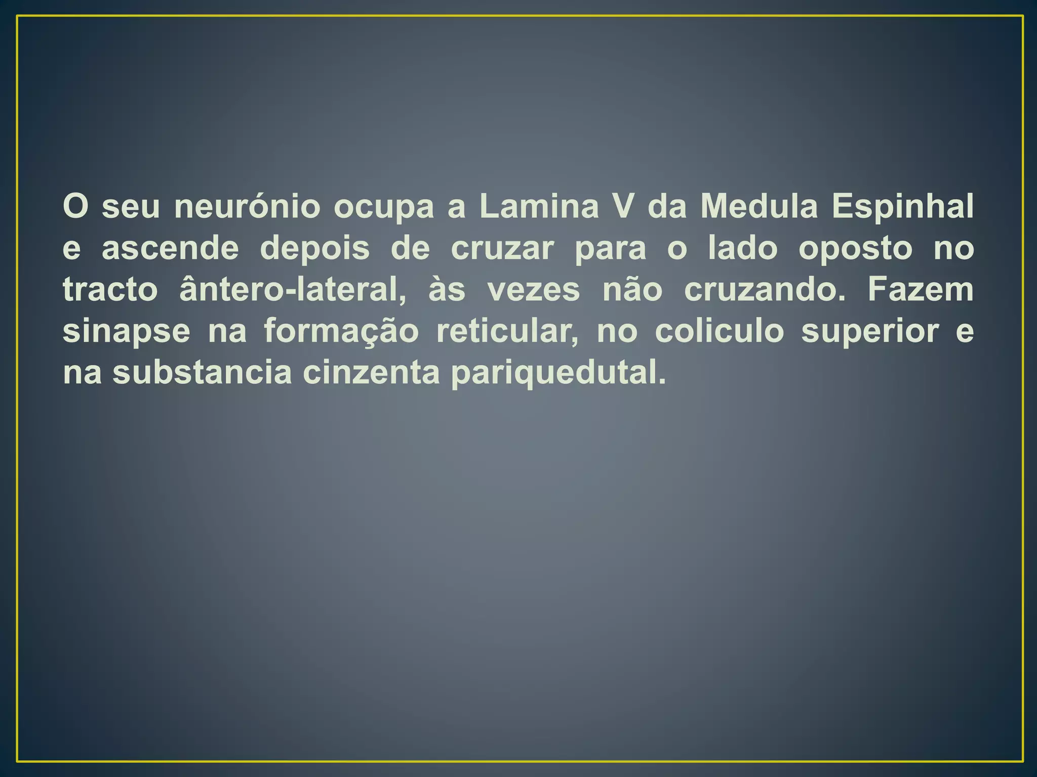 O seu neurónio ocupa a Lamina V da Medula Espinhal
e ascende depois de cruzar para o lado oposto no
tracto ântero-lateral, às vezes não cruzando. Fazem
sinapse na formação reticular, no coliculo superior e
na substancia cinzenta pariquedutal.
 