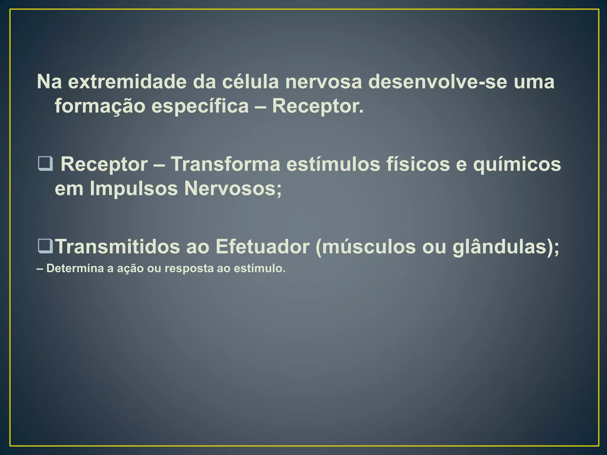 Na extremidade da célula nervosa desenvolve-se uma
formação específica – Receptor.
 Receptor – Transforma estímulos físicos e químicos
em Impulsos Nervosos;
Transmitidos ao Efetuador (músculos ou glândulas);
– Determina a ação ou resposta ao estímulo.
 