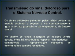 Transmissão do sinal doloroso para
o Sistema Nervoso Central.
Os sinais dolorosos penetram pelas raízes dorsais da
medula espinhal e seguem a via somatossensorial
igual a do tato grosseiro e da temperatura, via ântero-
lateral.
No tálamo os sinais alcançam os núcleos ventro
basais, onde há distribuição espacial característica __
somatotopia __ representação específica de
determinados campos receptivos.
 