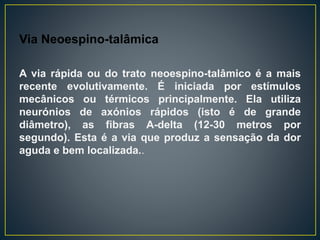 Via Neoespino-talâmica
A via rápida ou do trato neoespino-talâmico é a mais
recente evolutivamente. É iniciada por estímulos
mecânicos ou térmicos principalmente. Ela utiliza
neurónios de axónios rápidos (isto é de grande
diâmetro), as fibras A-delta (12-30 metros por
segundo). Esta é a via que produz a sensação da dor
aguda e bem localizada..
 