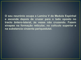 O seu neurónio ocupa a Lamina V da Medula Espinhal
e ascende depois de cruzar para o lado oposto no
tracto ântero-lateral, às vezes não cruzando. Fazem
sinapse na formação reticular, no coliculo superior e
na substancia cinzenta pariquedutal.
 