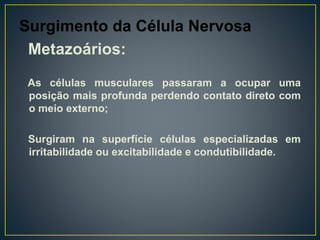 Surgimento da Célula Nervosa
Metazoários:
As células musculares passaram a ocupar uma
posição mais profunda perdendo contato direto com
o meio externo;
Surgiram na superfície células especializadas em
irritabilidade ou excitabilidade e condutibilidade.
 