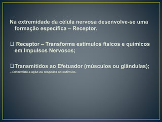 Na extremidade da célula nervosa desenvolve-se uma
formação específica – Receptor.
 Receptor – Transforma estímulos físicos e químicos
em Impulsos Nervosos;
Transmitidos ao Efetuador (músculos ou glândulas);
– Determina a ação ou resposta ao estímulo.
 