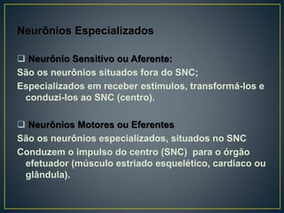 Neurônios Especializados
 Neurônio Sensitivo ou Aferente:
São os neurônios situados fora do SNC;
Especializados em receber estímulos, transformá-los e
conduzi-los ao SNC (centro).
 Neurônios Motores ou Eferentes
São os neurônios especializados, situados no SNC
Conduzem o impulso do centro (SNC) para o órgão
efetuador (músculo estriado esquelético, cardíaco ou
glândula).
 