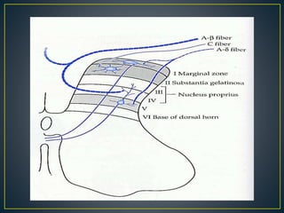 Processamento da Dor: aspectos neuroanatômicos e funcionais