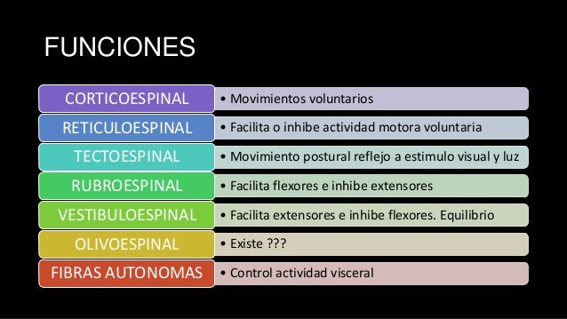 Vias medulares descendentes Vias medulares descendentes