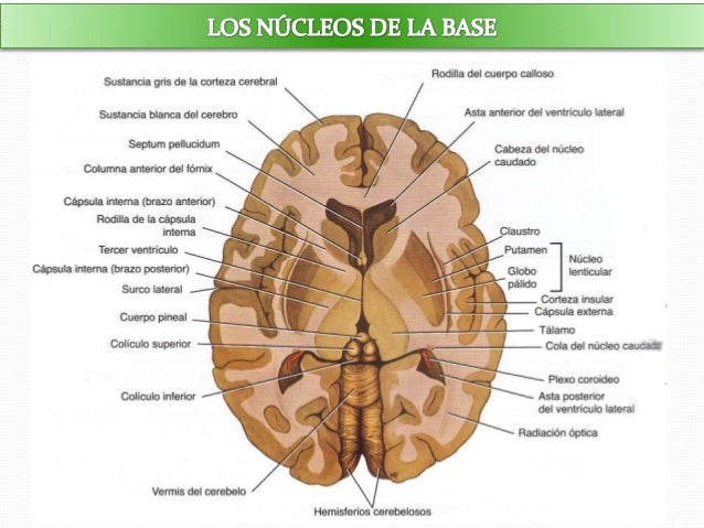 Ganglios De La Base Corte Axial